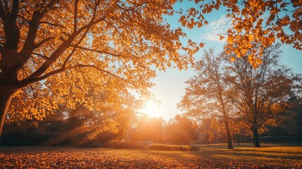 Autumn park bathed in golden sunlight