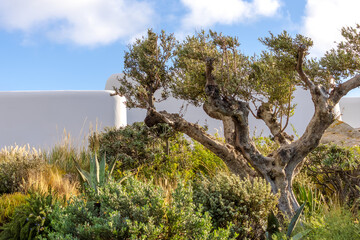 modern gardening design with variety of wild coastal Mediterranean vegetation and old olive tree. wild style landscaping. lush greenery. landscape