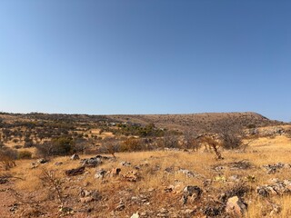 joshua tree national park