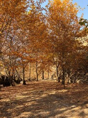 Fototapeta premium autumn in the park