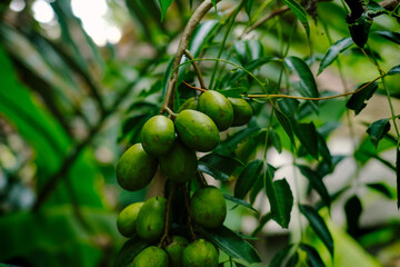 Lush Green Tropical Fruit Cluster on Branch in Vibrant Jungle Setting.