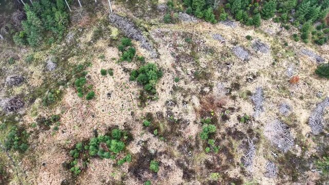 forest boundary with natural features, perimeter of forest featuring paths moss patches and tree