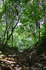 green forest in the morning