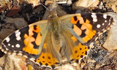 butterfly on leaf