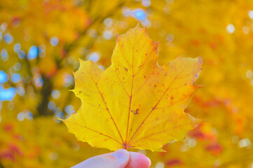 Golden Autumn Maple Leaf