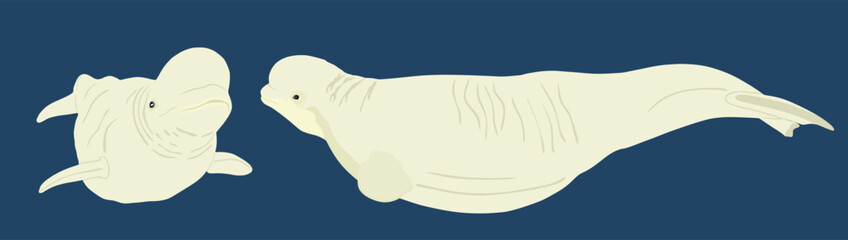 Beluga whale couple vector illustration isolated on background. White whale family symbol. Polar dolphin. Delphinapterus leucas. 