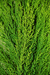 DUTCH TUIA PLANT