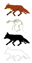 Running fox vector illustration isolated on background. Smart animal predator. Silent hunter hunting food. Skeleton fox silhouette shape shadow. Line contour fox graphic biology education.