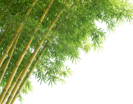 Diagonal Composition of Bamboo Stems and Leaves, isolated on white background