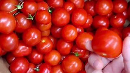 Woman choosing fresh red tomatoes in the market close-up