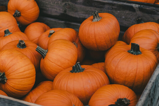 Pumpkins in wooden crate outdoors in Ludwigsburg Germany autumn harvest