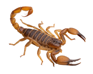 A scorpion is, ready to strike with its stinger