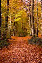 Obraz premium autumn in the forest