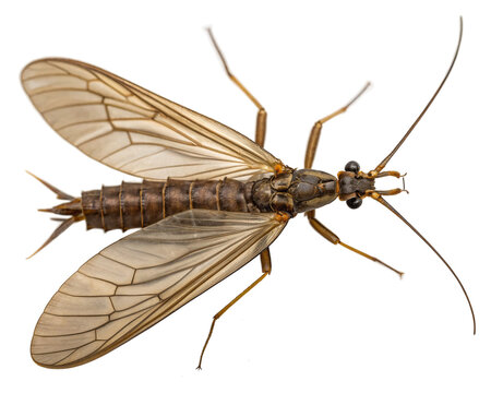 Stonefly, a winged insect with long antennae