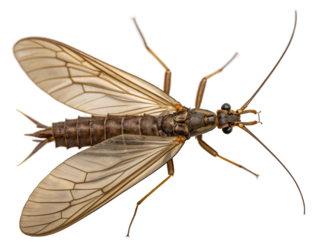 Stonefly, a winged insect with long antennae
