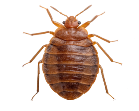 Bed bug, a small insect that feeds on blood