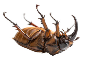 Rhinoceros beetle lying on its back