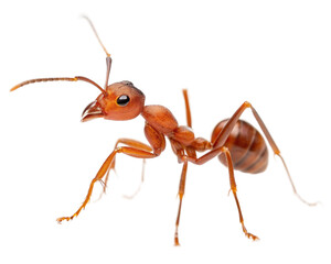 Detailed close up of an ant in studio shot