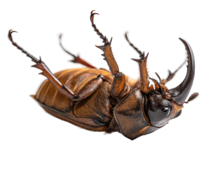 Rhinoceros beetle lying on its back