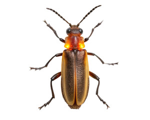 Net winged beetle in a studio shot