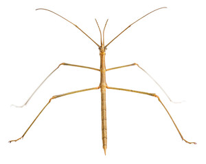 Close up of a stick insect, phasmatodea