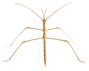 Close up of a stick insect, phasmatodea