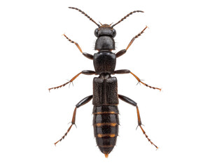 Close up of a rove beetle, staphylinidae