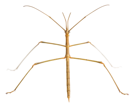 Close up of a stick insect, phasmatodea