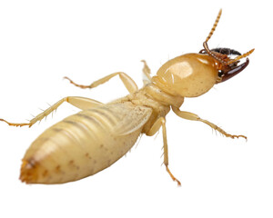 Close up of a termite, a destructive pest