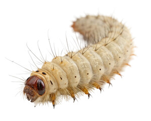 Caterpillar, a larva of a moth or butterfly