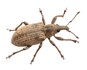 Close up of a weevil, a type of beetle