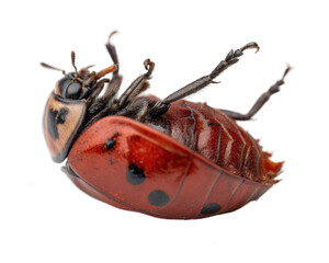 Ladybug on its back