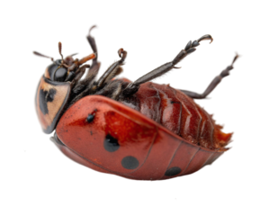 Ladybug on its back