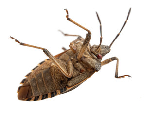 Ventral view of a stink bug, a pest insect