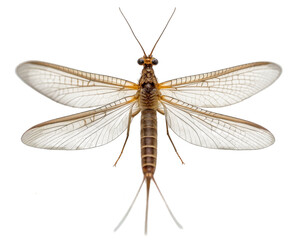 Mayfly, studio shot, top view of the insect