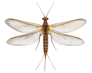 Mayfly, studio shot, top view of the insect