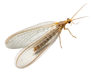 Closeup of a delicate lacewing