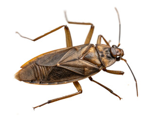 Brown water scorpion, close up studio shot