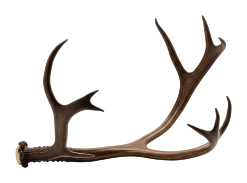 Hunting trophy antlers display nature reserve wildlife isolated on transparent background