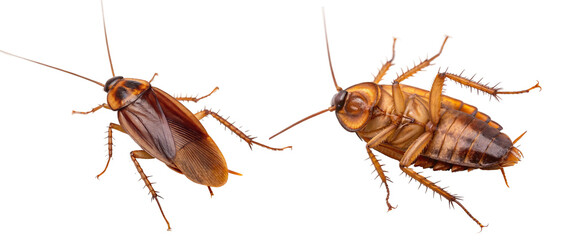 Two cockroaches, one on its back, pest control