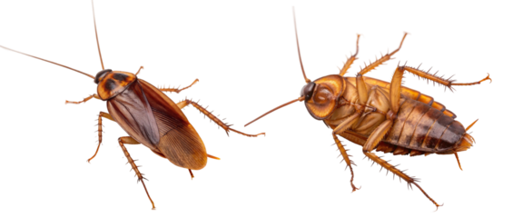 Two cockroaches, one on its back, pest control