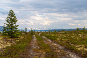 Fototapeta premium Russia, Magadan Region. Nature of Siberia and the Russian Far East. Unpaved road in the forest.