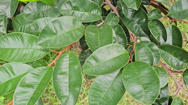 A smooth zoom-in shot of star apple leaves, showing their glossy green surface and dense foliage in natural daylight in Mekong Delta, Vietnam.