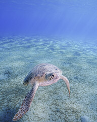 Loggerhead Turtle