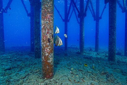 Batfish at jetty