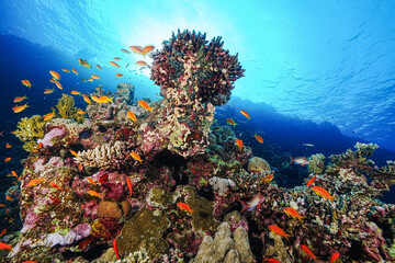 Red Sea reef