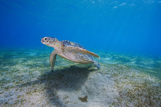 Loggerhead Turtle