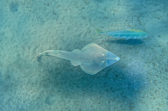Halavi guitarfish (Glaucostegus halavi) 