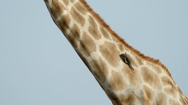 Close-up of an oxpecker grooming a giraffe&rsquo;s neck in Botswana, clinging with claws while combing fur with its beak as the giraffe moves, showing symbiotic behavior in the African savannah.