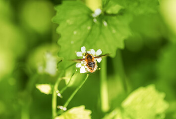 Large bee-fly collecting nectar from a flower. Close-up of the insect in nature against a green background. Bombylius major. Greater bee fly.
